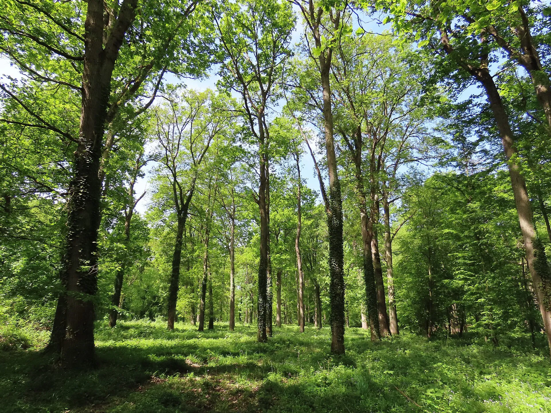Vivre près de la forêt : Saint-Germain, Marly et Laye